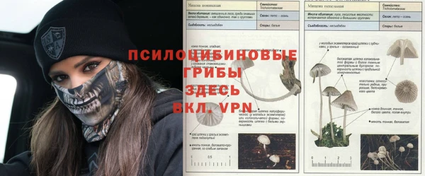 прущие грибы Аркадак