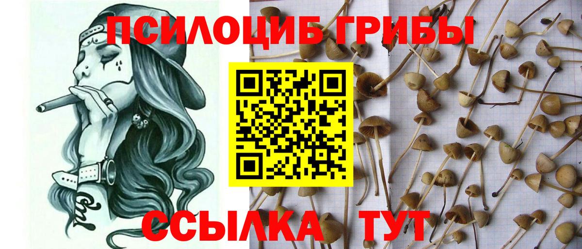 Псилоцибиновые грибы Psilocybine cubensis  Вход с VPN  Серов 